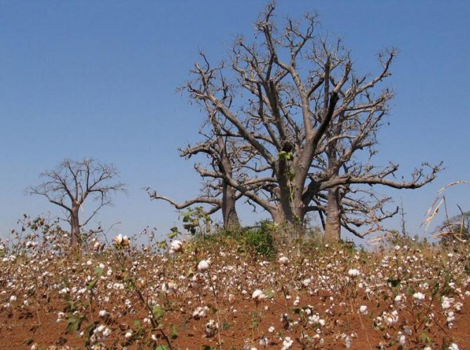 Cotton field with baobab trees in Togo