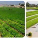 Bahrain Agriculture, Fishing and Forestry